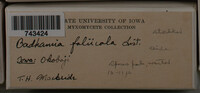 Badhamia foliicola image